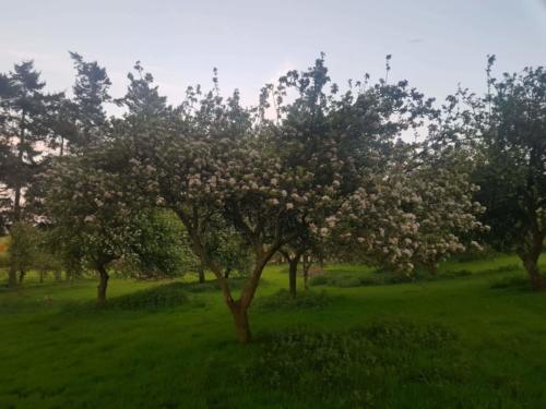 Apple tree at Kilmullen Livery