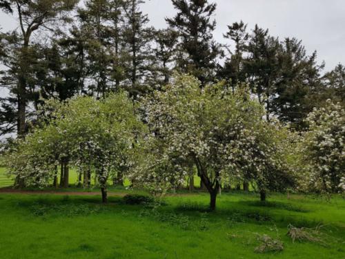 Apple trees at Kilmullen Livery