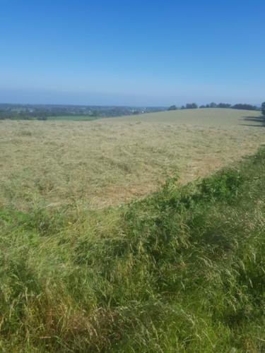 Beautiful fields at Kilmullen Livery