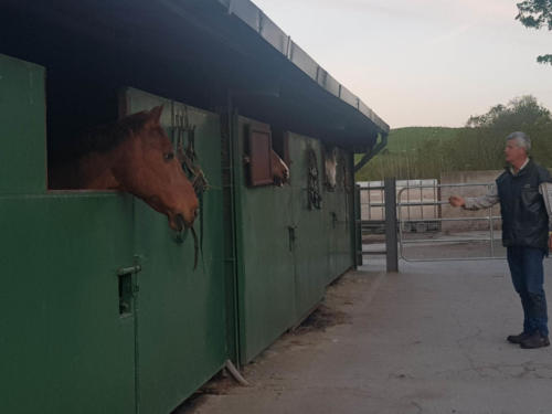 Eamon and the stables