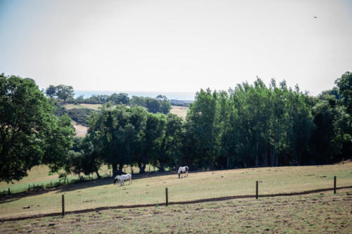 Fields at Kilmullen Livery