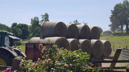 Fresh hay