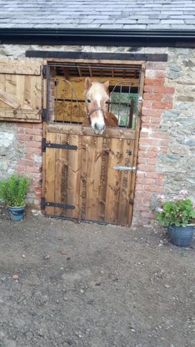 Happy horse at Kilmullen Livery