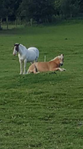 Horse friends at Kilmullen Livery