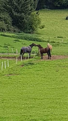 Horse mates at Kilmullen Livery