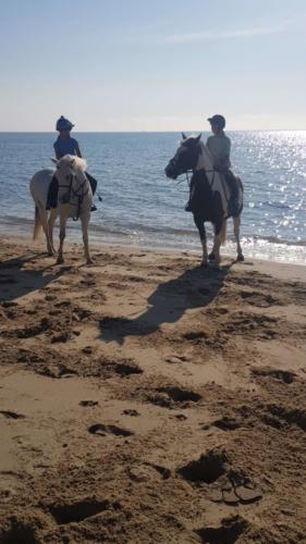 Horses on the beech