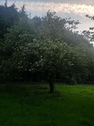 Kilmullen Livery apple tree