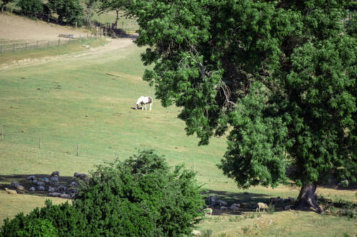 Kilmullen Livery taking shade