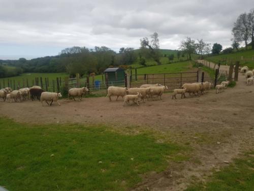 Sheep muster at Kilmullen Livery