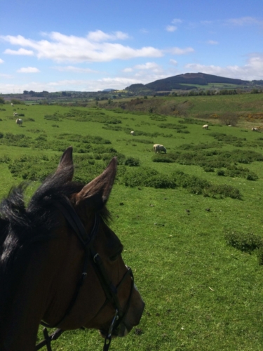 Taking in the fileds at Kilmullen Livery