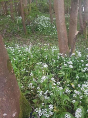 Wild flowers